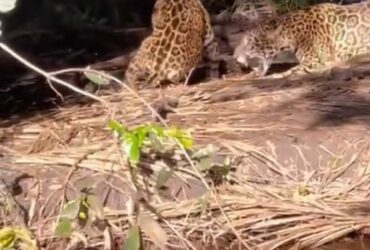 Ao contrário dos leopardos, as onças têm cauda mais curta. Outra diferencia entre eles é o padrão de manchas na pele e pelo maior tamanho.