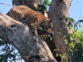 Além de possuir uma força excepcional, a onça-pintada é a que possui maior poder em suas mordidas, entre os grandes felinos do planeta.