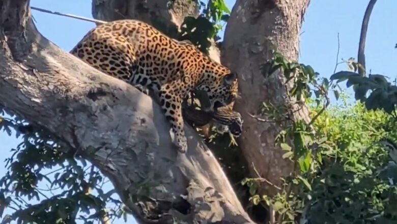 Além de possuir uma força excepcional, a onça-pintada é a que possui maior poder em suas mordidas, entre os grandes felinos do planeta.