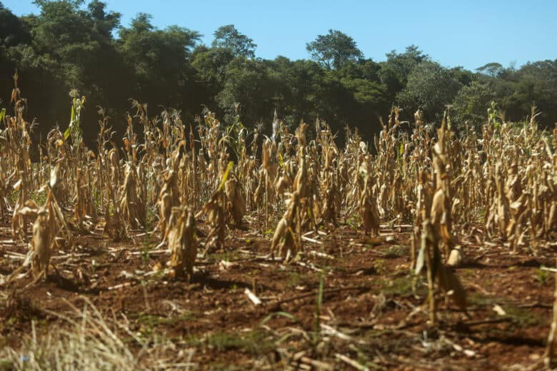 Temperaturas de 67°C no solo ameaçam agricultura em Mato Grosso