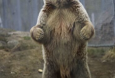 Embora classificado como urso, e logo após, como procionídeo, junto com o panda-vermelho (atualmente classificado em sua própria família, Ailuridae), o panda-gigante foi recolocado dentro da família dos ursídeos devido às novas pesquisas genéticas.