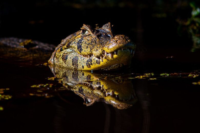 Os jacarés habitam as Américas, tendo desaparecido da Europa no Plioceno. Na América do Norte, ocorre, somente, o gênero Alligator.