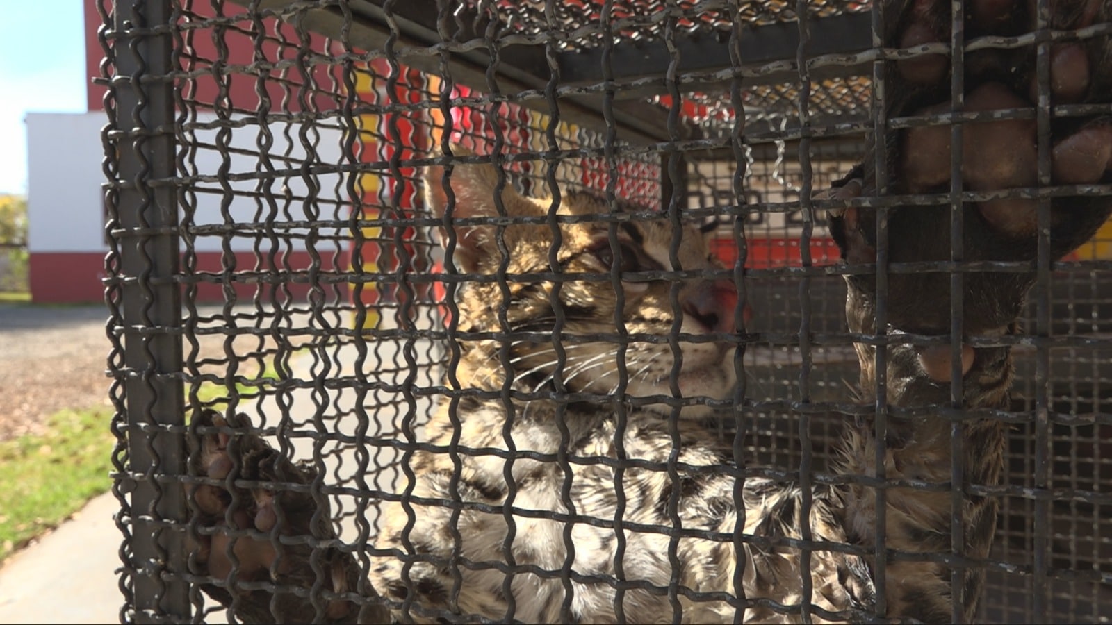 A jaguatirica é um animal solitário, noturno, territorial e os machos possuem territórios que se sobrepõem sobre os de várias fêmeas.