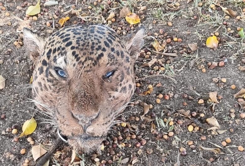 Homem é preso por matar onça-pintada e cozinhar carne em Mato Grosso