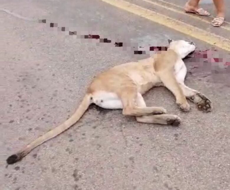 Onça parda morre ao ser atropela por motocicleta em Mato Grosso