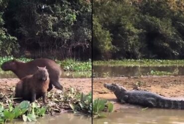 Jacaré e capivara mostraram que é possível, sim, também viver momentos de paz no Pantanal em Mato Grosso (MT).