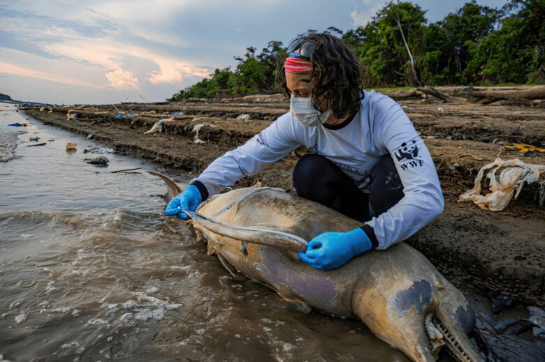 Tefé (AM) 30/09/2023 - Uma pesquisadora fazem medição e coleta de tecidos de botos mortos em lago no município de Tefé, no Amazonas. Para o ICMBio, há indícios de que a seca prolongada e a temperatura elevada na região possa ter causado as mortes dos animais Foto: MIGUEL MONTEIRO/INSTITUTO MAMIRAUÁ