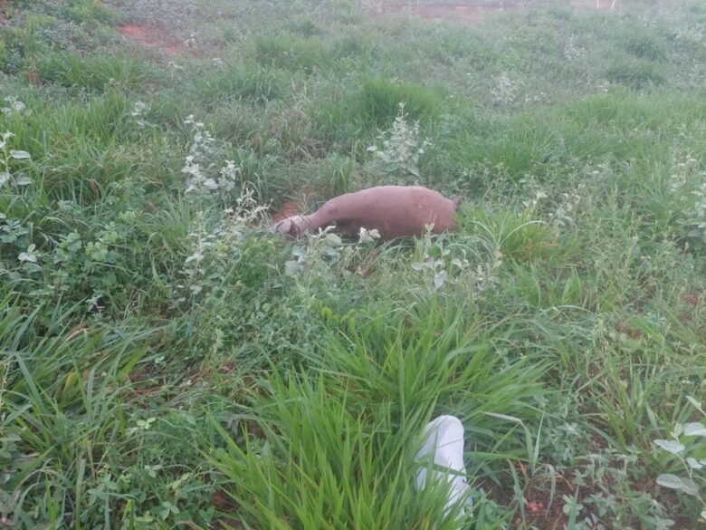 Anta morre após ser atropelada por carro funerário