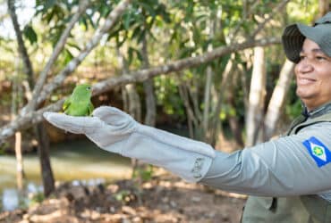 Na última semana, a Sema esteve no local para a soltura de 27 aves e a destinação de 4 emas filhotes.               Crédito - Karla Silva/Sema-MT