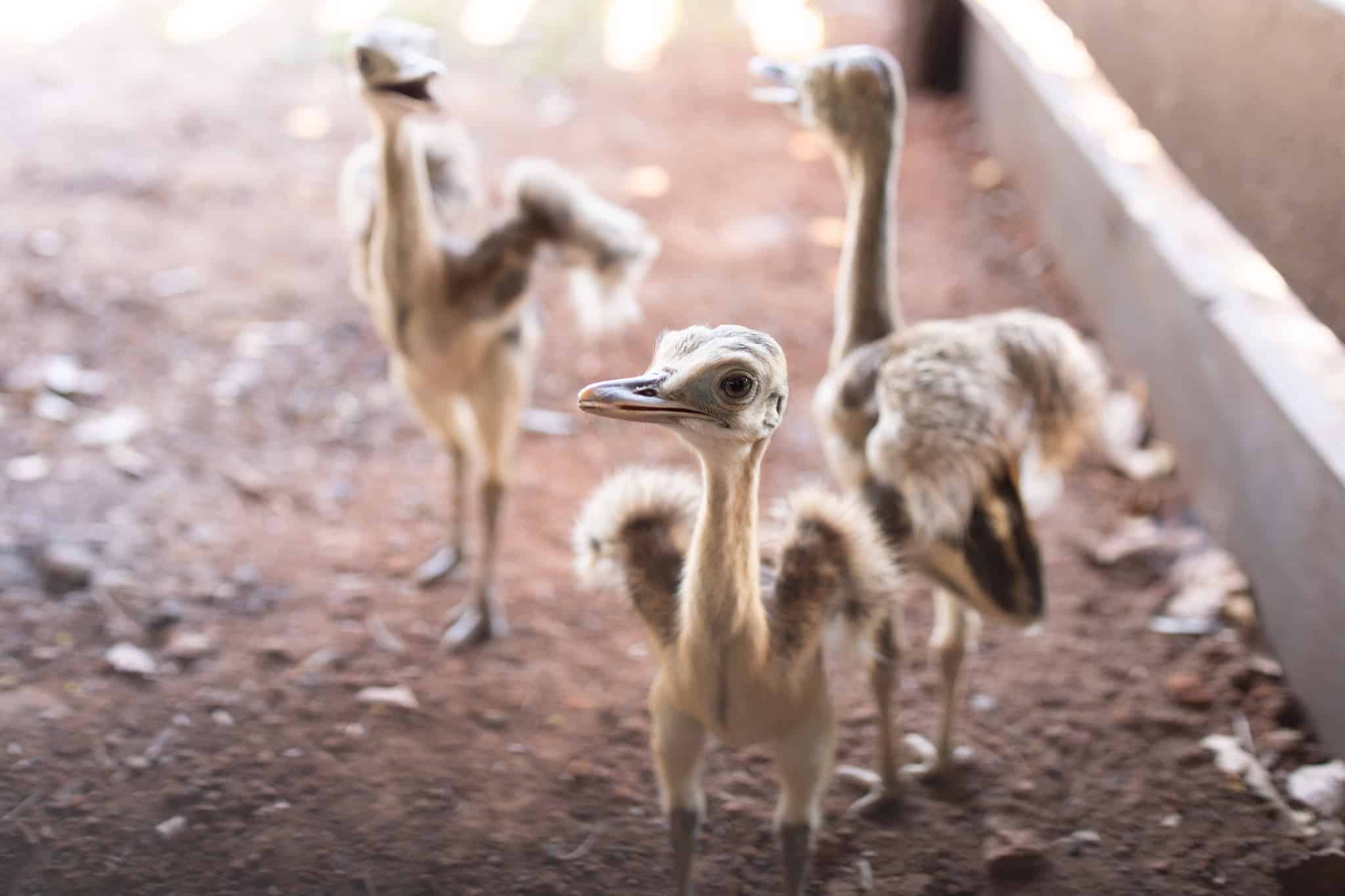 areas de soltura sao fundamentais para reabilitacao e devolucao de animais silvestres a natureza veja videos interna 1 2023 10 29 400594508