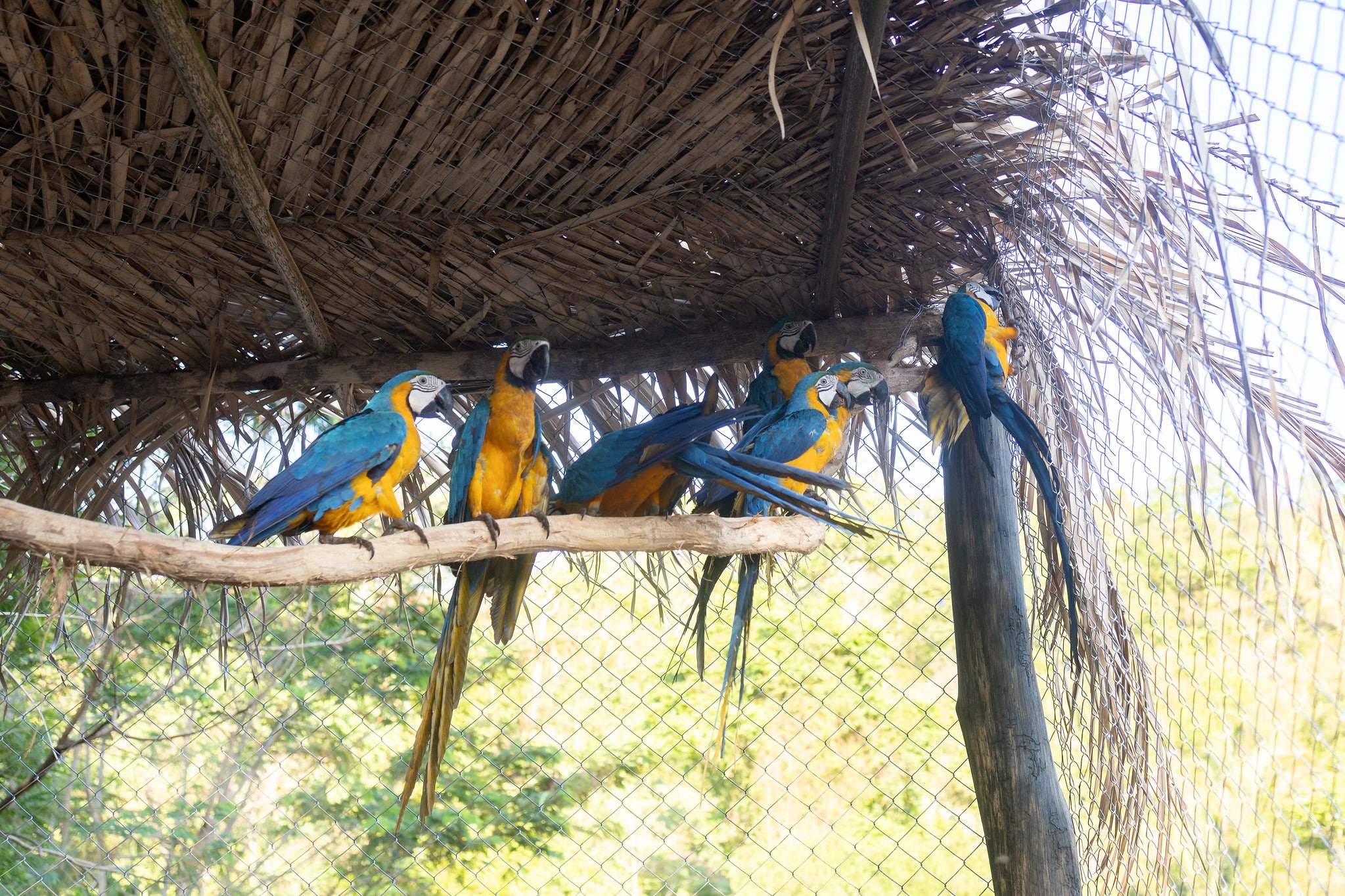 areas de soltura sao fundamentais para reabilitacao e devolucao de animais silvestres a natureza veja videos interna 2 2023 10 29 368674169