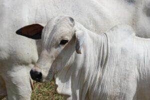 Guerra no Oriente Médio não deve atrapalhar exportação de carne bovina de MT