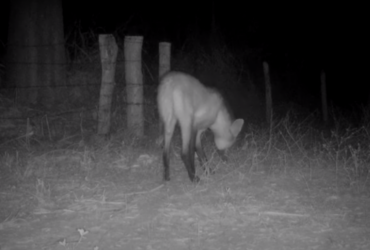 Lobo Guara capturado por câmera de monitoramento da Sema  - Foto por: Reprodução Vídeo