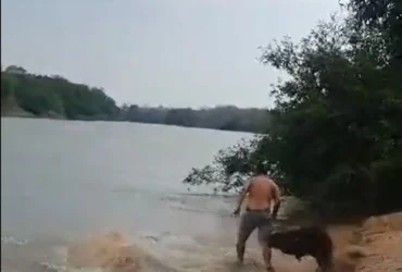 A capivara é o maior roedor vegetariano do mundo, um animal adulto pode pesar 70 kg. Ela tem cabeça grande, orelhas pequenas e não possui cauda.