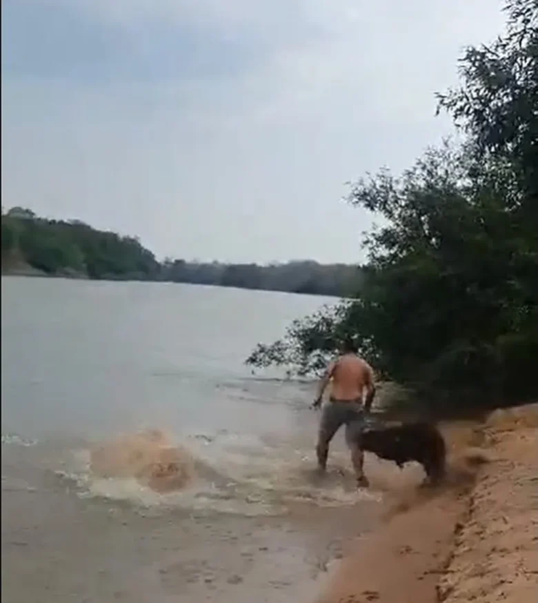 A capivara é o maior roedor vegetariano do mundo, um animal adulto pode pesar 70 kg. Ela tem cabeça grande, orelhas pequenas e não possui cauda.