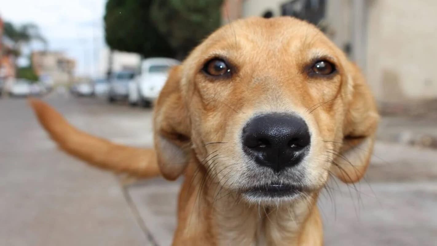 As redes sociais ajudaram a popularizar o cão caramelo, que passou a ser visto como um símbolo do Brasil. Memes e campanhas de conscientização sobre a adoção ajudaram a aumentar a visibilidade da raça.