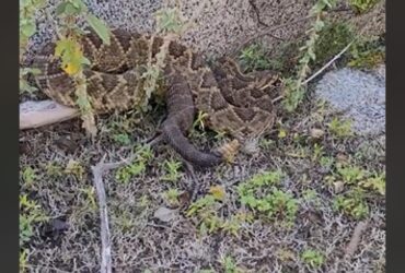 A cascavel, por razões não bem entendidas, em vez de sair completamente de sua pele antiga, mantém parte dela enrolada na cauda em forma de um anel cinzento grosseiro.