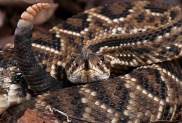 Cobra cascavel é capturada em indústria de Sorriso