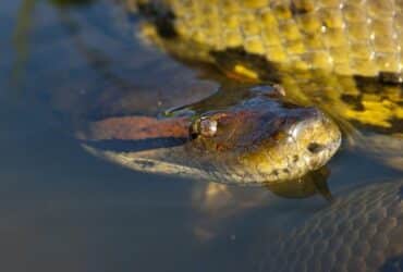 Sucuris são serpentes que apresentam hábito de vida semiaquático e que podem ser observadas em rios, brejos, pântanos e outros ambientes aquáticos da América do Sul.