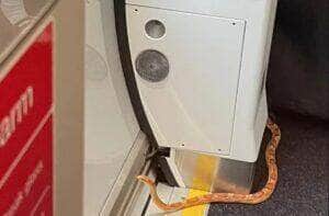 A Cobra que pegou o trem e deixou a galera em pânico!