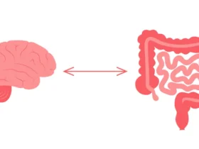 conexao intestinal do cerebro 206049 4613