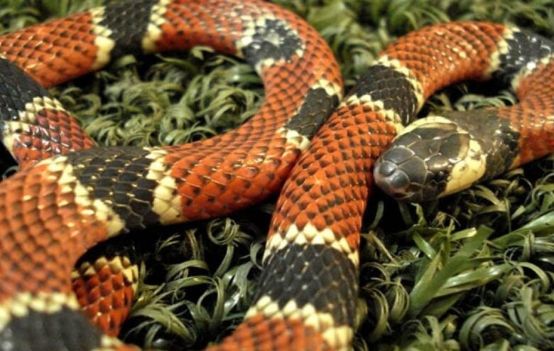 São serpentes peçonhentas normalmente pequenas e de colorido vistoso, com anéis vermelhos, pretos e brancos ou amarelos em sequências diversas.