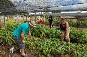 CRA analisa cultivo de hortas comunitárias em terrenos da União