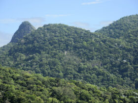 desmatamento na mata atlantica cai 42 no acumulado do ano ate maio scaled 1