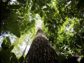 ecologa paraense defende fortalecimento de comunidades da amazonia scaled 1