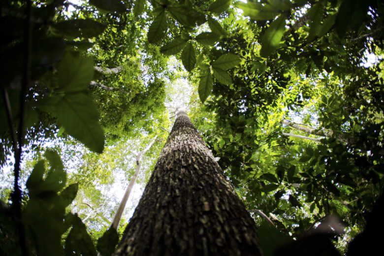 ecologa paraense defende fortalecimento de comunidades da amazonia scaled 1