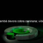 gamba devora cobra caninana video 1113827