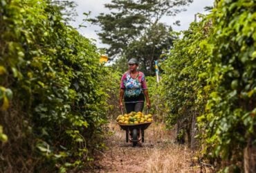 O fomento vai apoiar o desenvolvimento de ações inovadoras em um dos principais setores produtivos do estado.  - Foto por: Seaf-MT