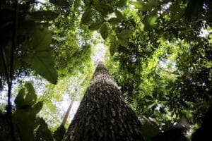 Parceira entre Fapemat e Sebrae fomenta bioeconomia e negócios inovadores na região amazônica