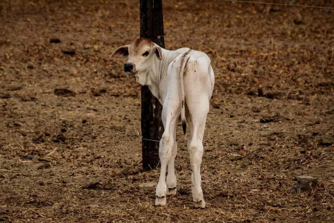 MT possui 34,3 milhões de bovinos e, segundo estimativa do Indea, aproximadamente quatro milhões desse número são bezerras - Foto por: Christiano Antonucci - Secom-MT