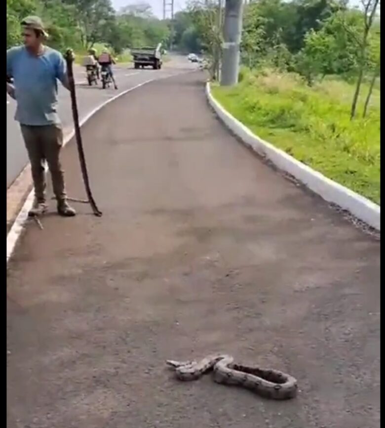 A jiboia é uma serpente da família Boidae, sendo encontrada nas Américas, África, na Europa, na Ásia e em algumas Ilhas do Oceano Pacífico.