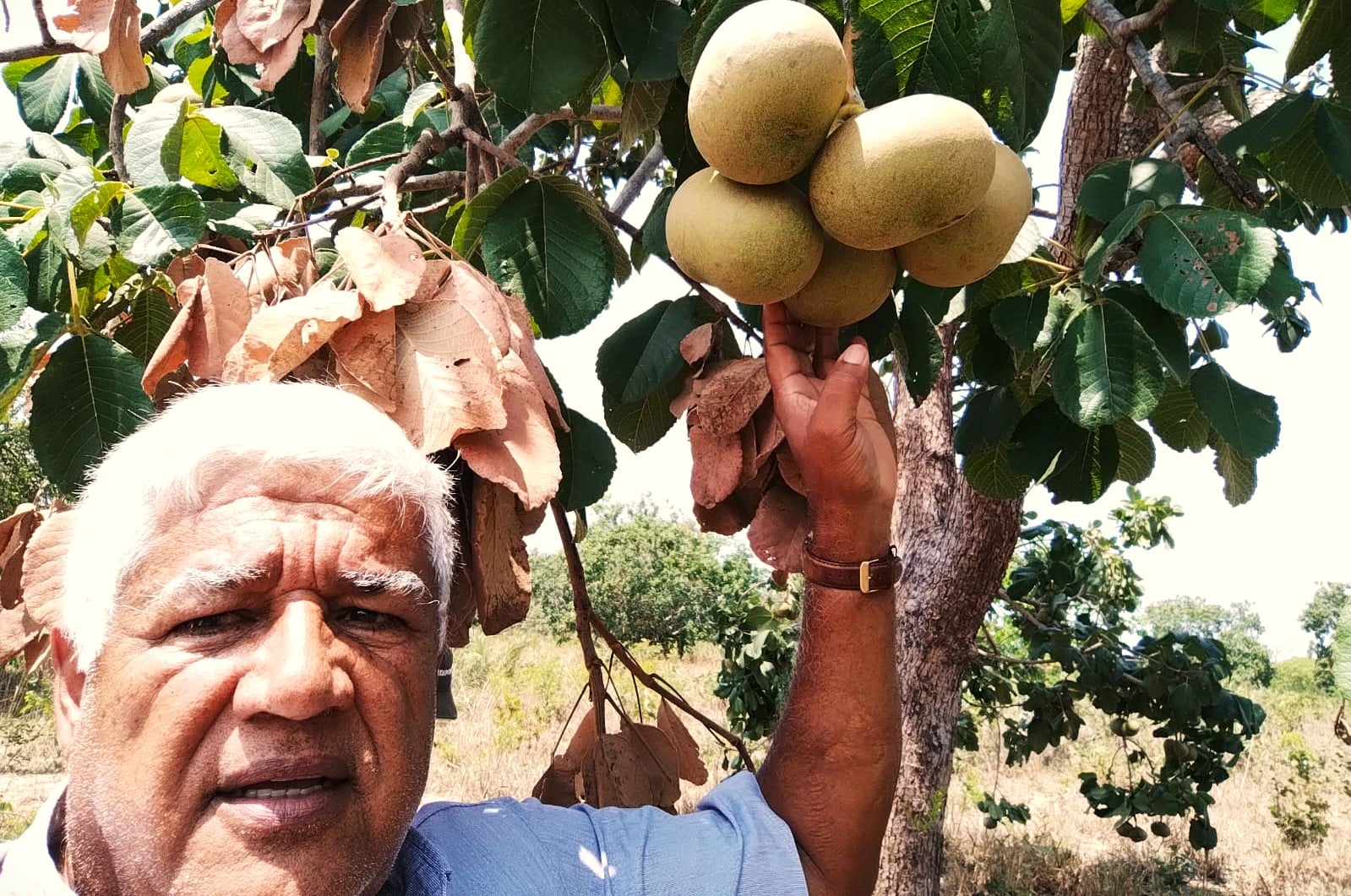 maior produtor de pequi de mt ribeirao cascalheira tem producao e comercializacao acompanhadas pela empaer interna 2 2023 10 10 271136815