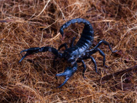 male scorpion goes straw scorpion attacks