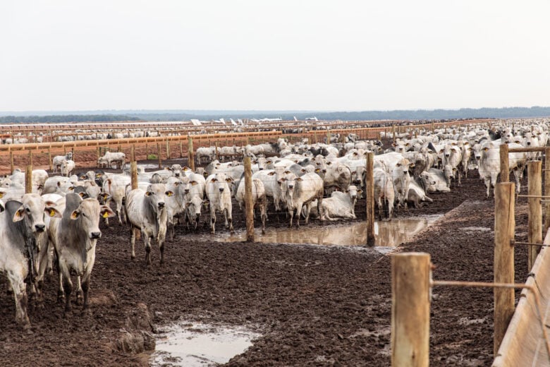 Uma das metas é aumentar a quantidade de gado em confinamento  - Foto por: Marcos Vergueiro/Secom-MT