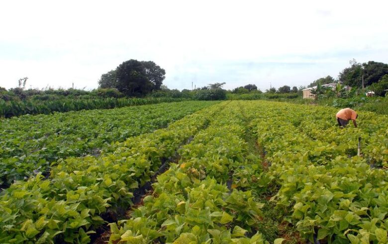 ministerios assinam acordo para impulsionar agricultura familiar