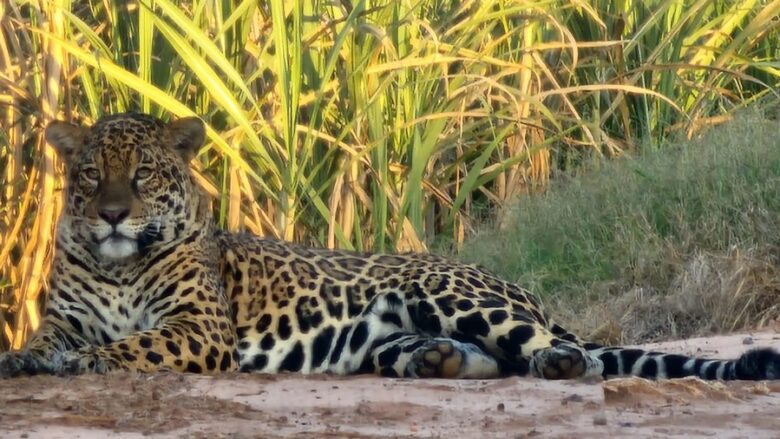 que dá a esses animais, a possibilidade de perfurar facilmente casco de tartarugas e crânios de suas presas.