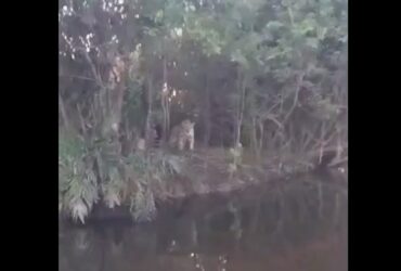 A poderosa onça-pintada (panthera onça) é a rainha do pantanal, ao passo que está no topo da cadeia alimentar, sendo o animal considerado o mais incrível superpredador.