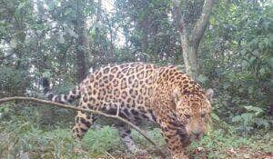 Onça-pintada é flagada marcando território no Pantanal: Momento impressiona