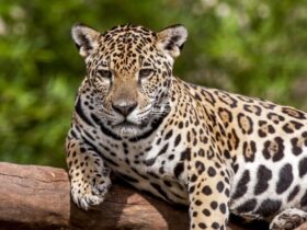 Além de possuir uma força excepcional, a onça-pintada é a que possui maior poder em suas mordidas, entre os grandes felinos do planeta.