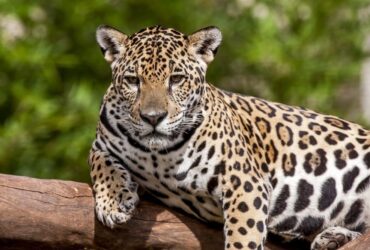 Além de possuir uma força excepcional, a onça-pintada é a que possui maior poder em suas mordidas, entre os grandes felinos do planeta.