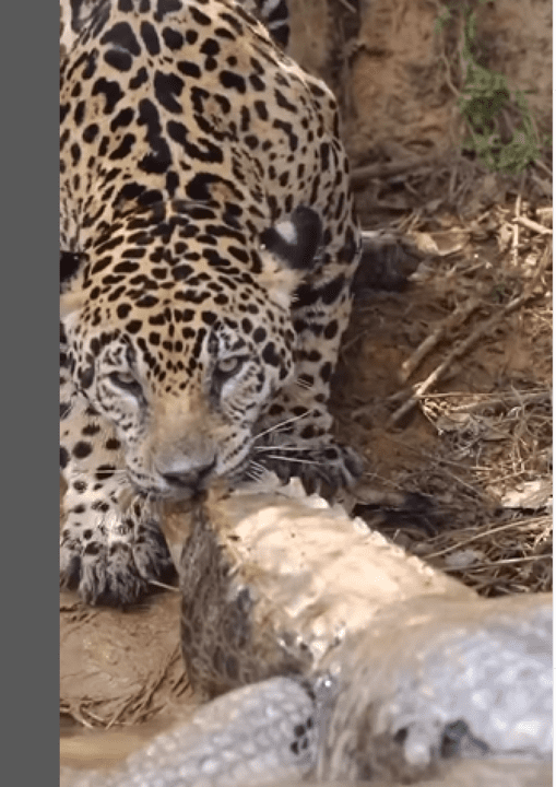 Além de possuir uma força excepcional, a onça-pintada é a que possui maior poder em suas mordidas, entre os grandes felinos do planeta.