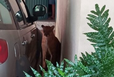 Uma onça parda resolveu fazer uma visita a uma família no último domingo (22), na cidade de Varjão de Minas Gerais (MG) e acabou dando o maior trabalho para a equipe do Corpo de Bombeiros.