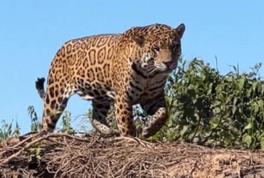 A poderosa onça-pintada (panthera onça) é a rainha do pantanal, ao passo que está no topo da cadeia alimentar, sendo o animal considerado o mais incrível superpredador.