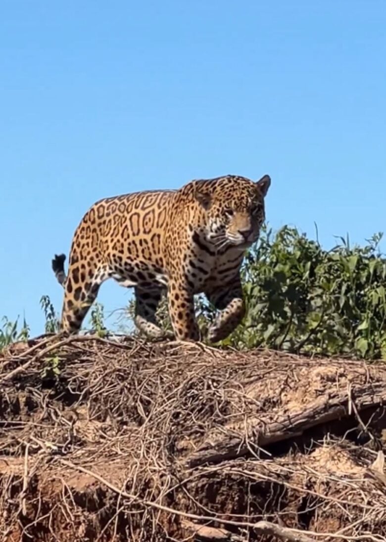 A poderosa onça-pintada (panthera onça) é a rainha do pantanal, ao passo que está no topo da cadeia alimentar, sendo o animal considerado o mais incrível superpredador.