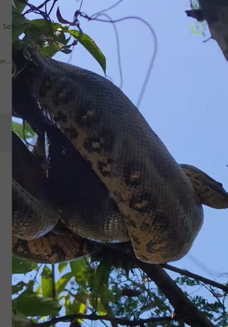 Uma das principais características das cobras sucuris, além do tamanho que chama a atenção, é o dimorfismo sexual, ou seja, nas quatro espécies, as fêmeas são maiores que os machos.