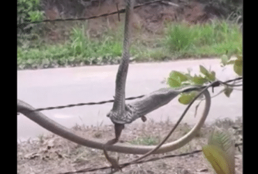 As imagens mostram as duas cobras penduradas entre um pé de caju e uma cerca de arame farpado e ambas, com suas presas cravadas no corpo da pobre e indefesa perereca.